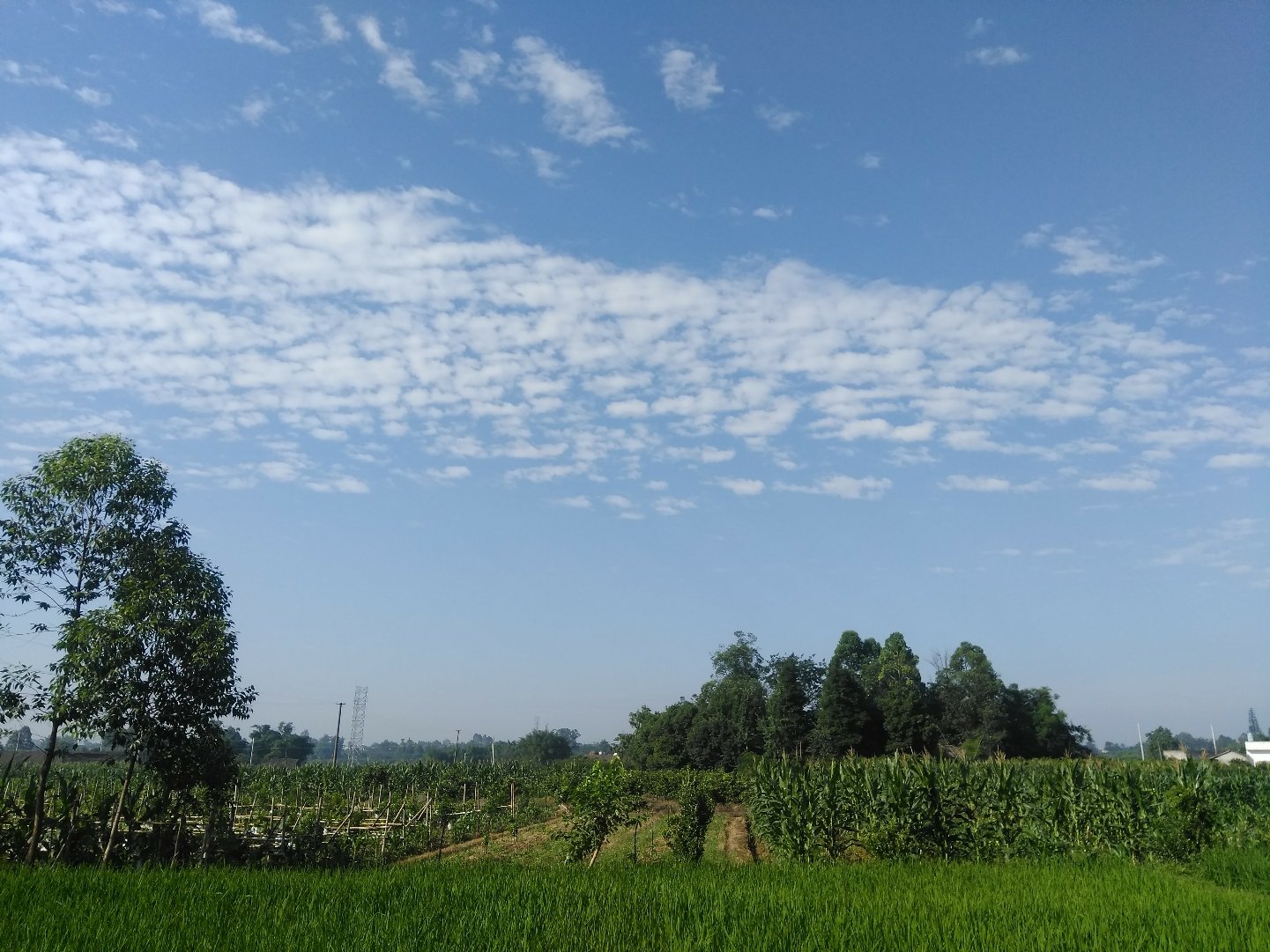 王泗镇天气预报更新通知